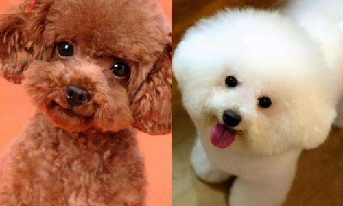 小比熊犬多少钱一只（泰迪）