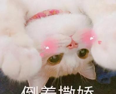 缅甸猫多少钱一只（被评为）