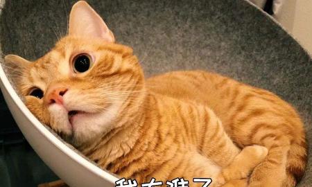 苏格兰折耳猫多少钱一只（养猫会暴露你的经济实力）