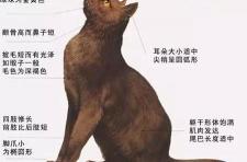 缅甸猫多少钱一只（最性感的缅甸小野猫）