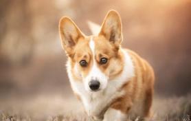 柯基犬多少钱一只（花500元买一只柯基犬到底可不可能）