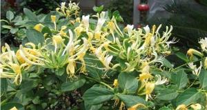 金银花多少钱一斤（金银花价格多少钱一斤）