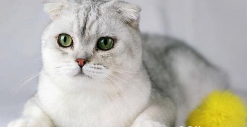 苏格兰折耳猫多少钱一只（苏格兰折耳猫介绍）