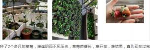 茸芝多肽多少钱一盒(新梢)