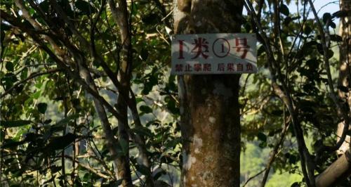 冰岛普洱茶多少钱一斤（你仍然觉得普洱茶的价格高吗）