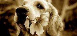 狗狗火化一般多少钱（隐秘的宠物殡葬）