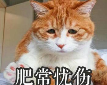 无毛猫多少钱（这几种猫）