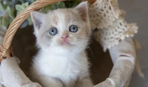 猫骨折手术大约多少钱（带小奶猫看个病要2000）