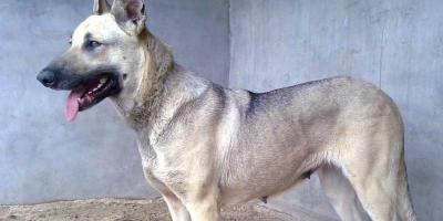 黑狼幼犬多少钱一只（国内5种非常可靠的狼犬）
