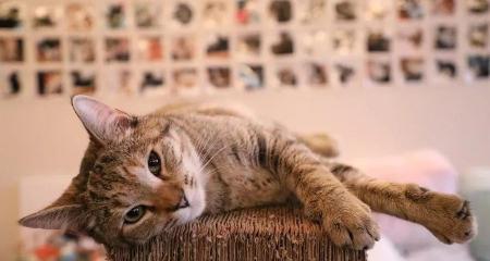 猫打狂犬疫苗多少钱（自家猫咪需要打狂犬针吗）