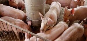 养猪大棚建设要多少钱（农村建养猪大棚需要多少钱）