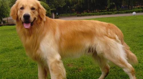小比熊犬多少钱一只（盘点5种）