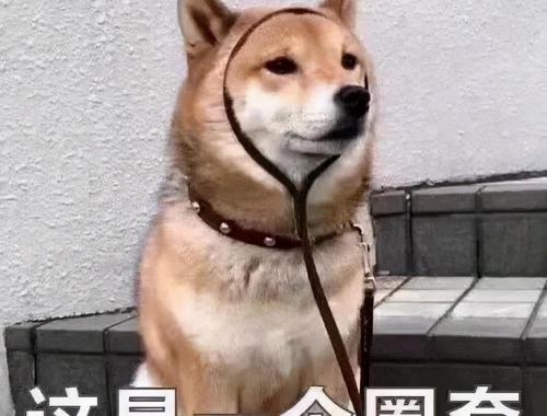 大丹犬价格多少钱一只（江湖人称）