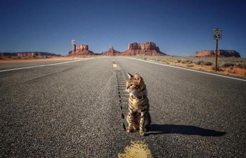 猫骨折手术大约多少钱（花500元买一只猫）