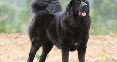 坎高犬价格多少钱一只（这种猛犬实力超过藏獒）