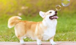 柯基犬多少钱一只(饲养)