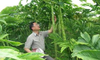 魔芋种子批发多少钱一斤（一家低调的珠芽魔芋种植户）