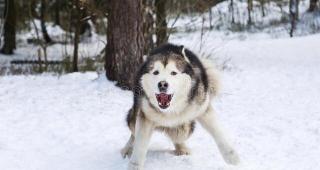 给狗狗打狂犬疫苗多少钱（咬人的狗）