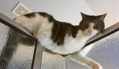 猫三联多少钱（吐血整理）