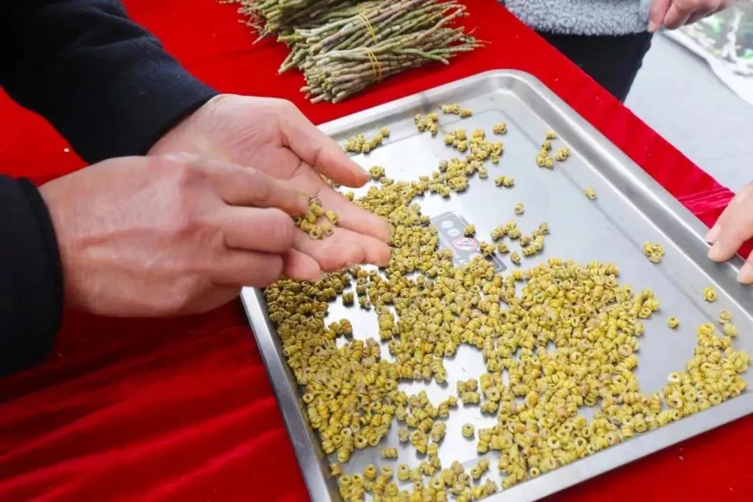 霍山铁皮石斛多少钱一斤（它是）
