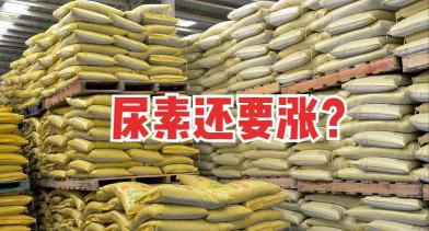 尿素現在多少錢一噸（尿素又漲了）