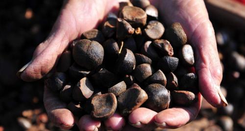 正宗茶油多少錢一斤（目前山茶油多少錢一斤）