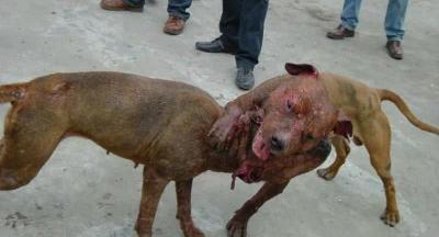 比特犬价格多少钱一只（天生的战士）