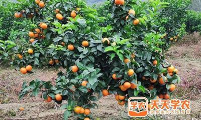 橘子多少钱一斤（金秋砂糖桔尾货卖6块）