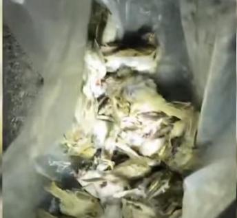 眼睛蛇多少钱一斤（北京一男子捕杀22只麻雀被刑拘）