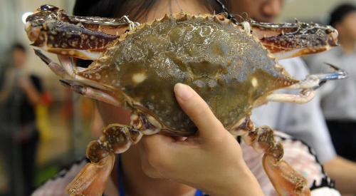 桂花魚多少錢一斤（海產品領跌50）