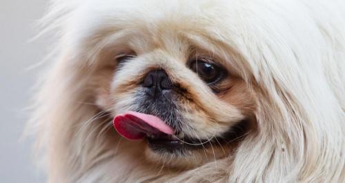 京巴犬多少钱一只（同样是狗）