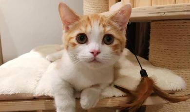 小橘猫一般多少钱一只（养猫）