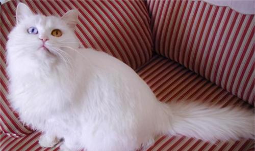 山东狮子猫多少钱一只（纯种狮子猫有这些特征）
