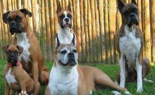 拳师犬多少钱一只（世界名犬NO）