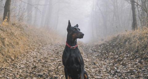 杜宾犬多少钱（杜宾犬的优缺点有哪些）