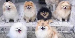 博美犬一般多少钱一只（博美犬多少钱一只）