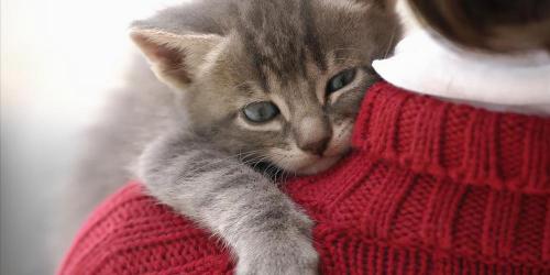 蓝猫多少钱（这几种猫）
