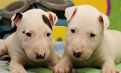 豹犬多少钱一只（世界上最奇怪的25个犬种）