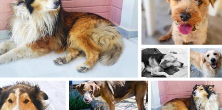 巨型泰迪犬多少钱一只（这3种狗）
