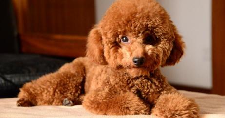巴吉度犬多少钱一只（体味）