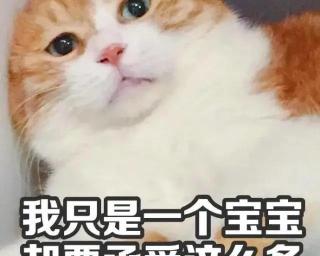 猫咪绝育多少钱（猫咪到底该不该绝育）