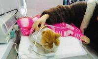 狗狗打预防针多少钱（养猫几年）
