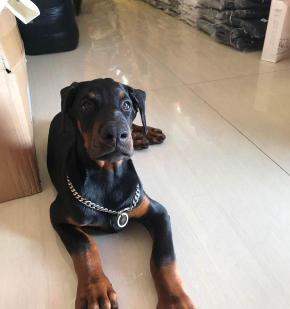 杜宾犬多少钱（8000元入手双血统杜宾犬）