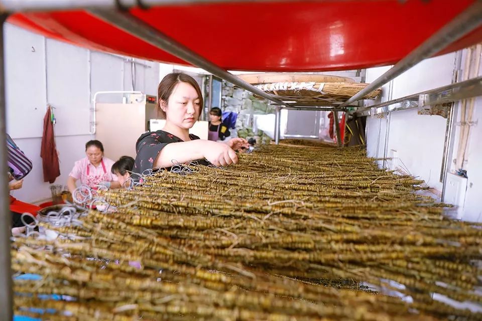 霍山铁皮石斛多少钱一斤（它是）