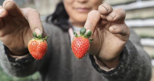 菠萝蜜多少钱一斤（部分地区草莓50元一斤其他果价有涨有稳）