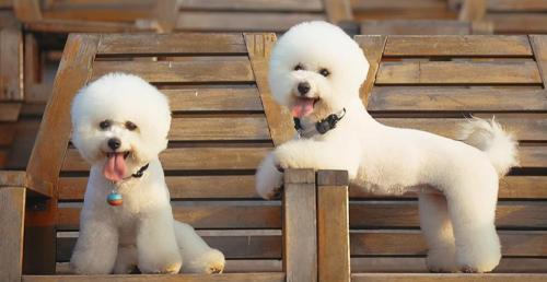 小比熊犬多少钱一只（纯种比熊犬和串串比熊犬）
