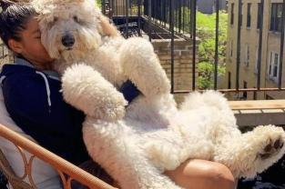 柯基犬多少钱（最不适合穷人养的狗）