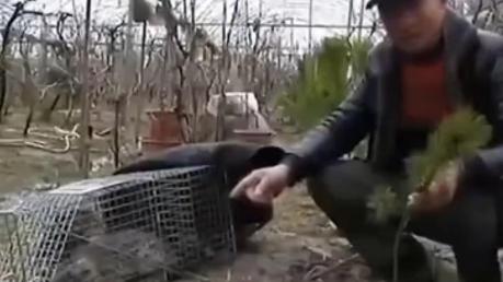 豹猫多少钱（江苏一豹猫咬死几十只家禽）