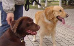 小比熊犬多少钱一只（不瞒您说）