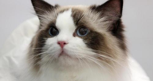 一只布偶猫大概多少钱（布偶猫为什么很贵）